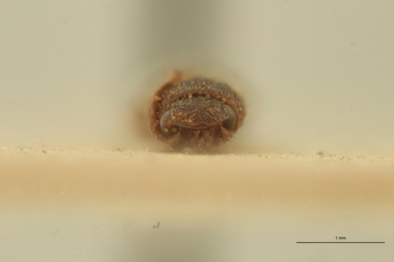 Megapenthes aspernendus T F.jpg Megapenthes aspernendus T F.jpg
