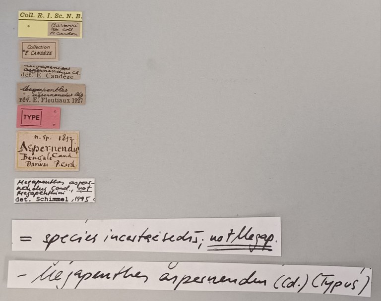 Megapenthes aspernendus T Labels.jpg Megapenthes aspernendus T Labels.jpg
