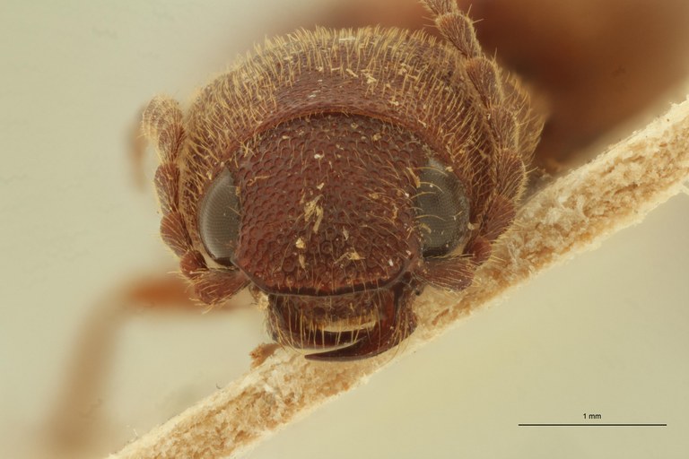 Megapenthes asperulatus M Lt F.jpg Megapenthes asperulatus M Lt F.jpg
