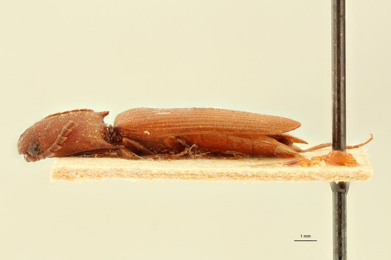 Megapenthes asperulatus M Lt L.jpg Megapenthes asperulatus M Lt L.jpg