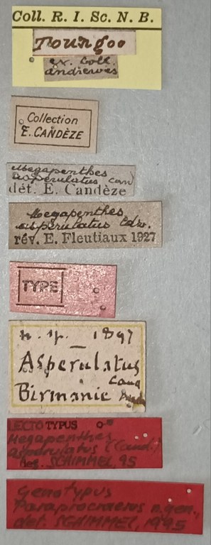 Megapenthes asperulatus M Lt Labels.jpg Megapenthes asperulatus M Lt Labels.jpg