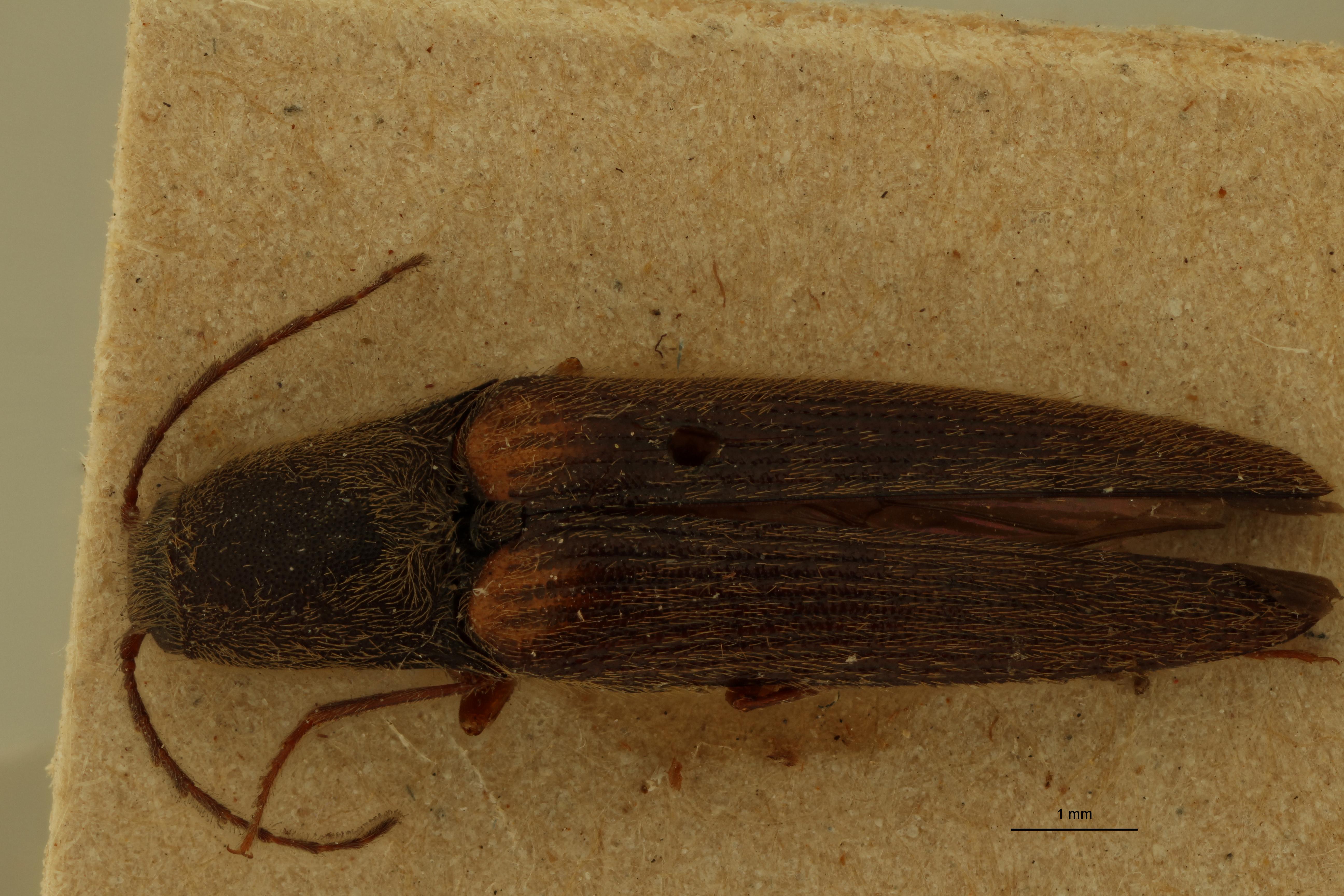 Megapenthes basalis M T D.jpg