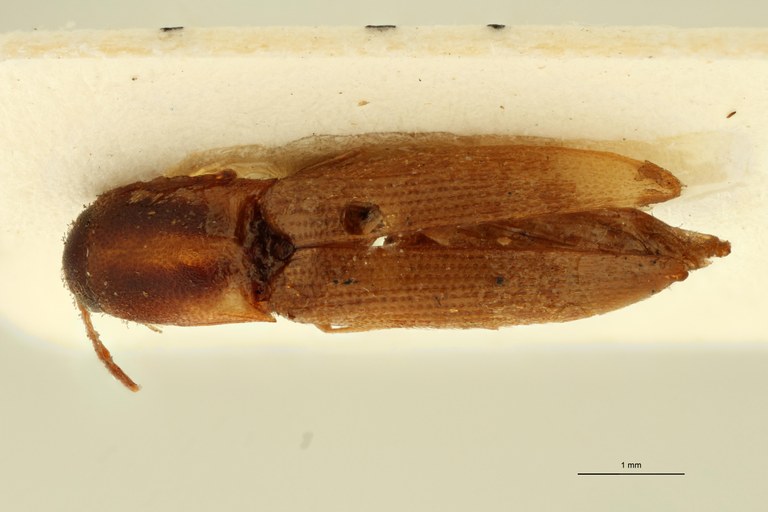 Megapenthes biplagiatus T D.jpg Megapenthes biplagiatus T D.jpg