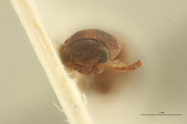 Megapenthes biplagiatus T F.jpg Megapenthes biplagiatus T F.jpg