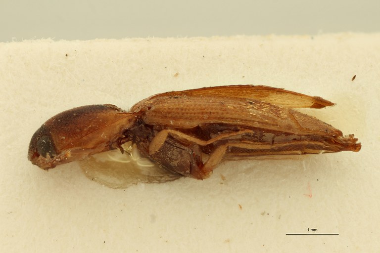 Megapenthes biplagiatus T L.jpg Megapenthes biplagiatus T L.jpg