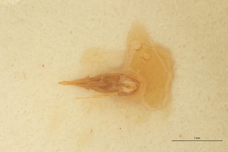 Megapenthes birmanicus M St Aedeagus.jpg Megapenthes birmanicus M St Aedeagus.jpg