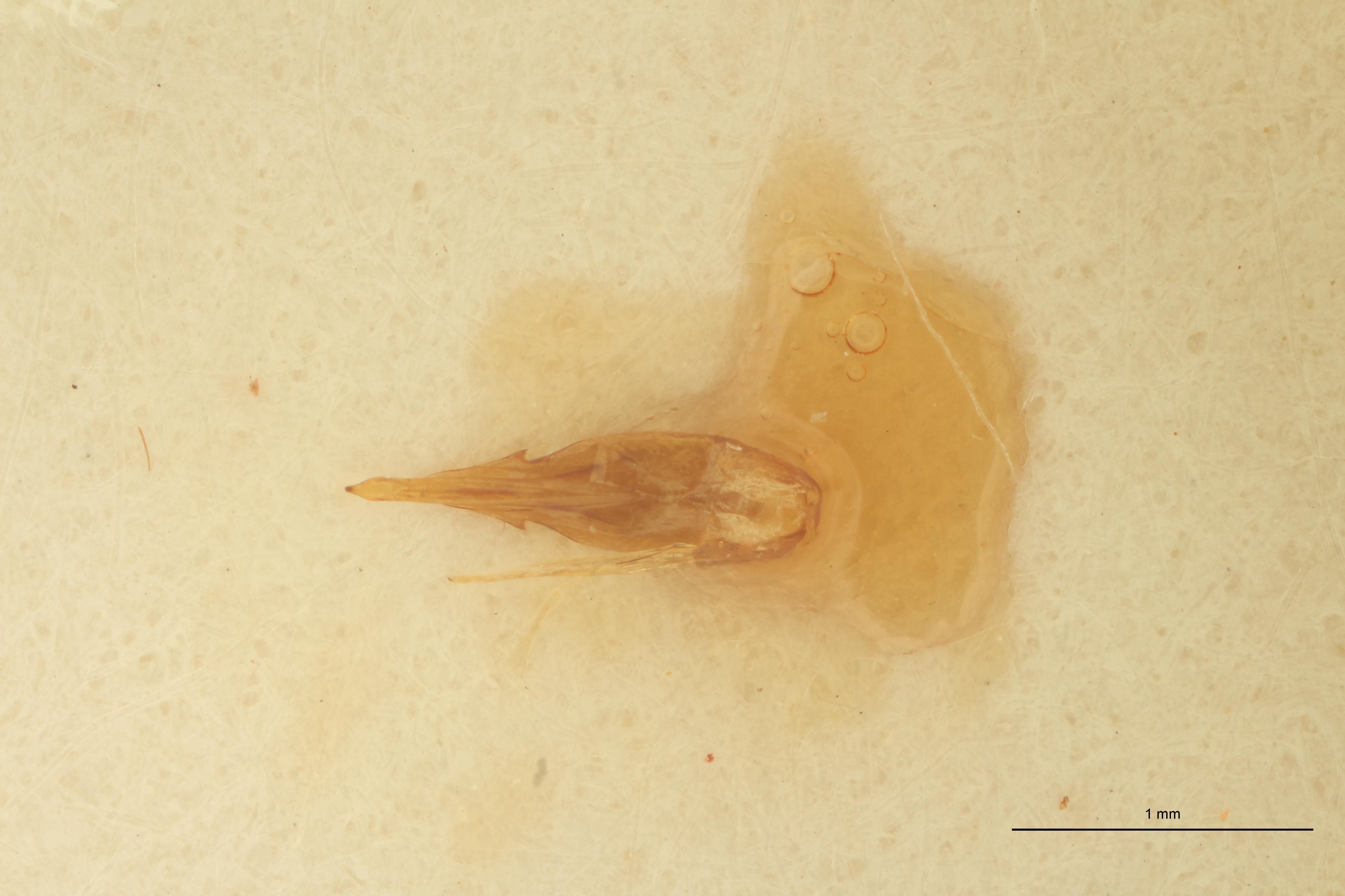 Megapenthes birmanicus M St Aedeagus.jpg