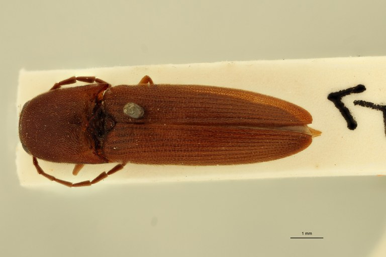 Megapenthes birmanicus M St D.jpg Megapenthes birmanicus M St D.jpg