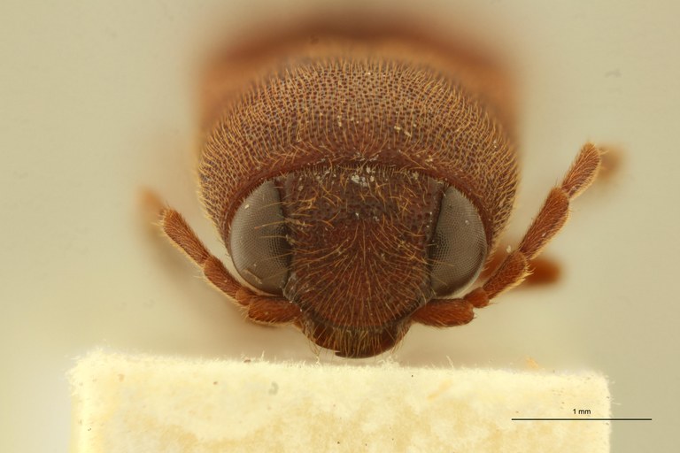 Megapenthes birmanicus M St F.jpg Megapenthes birmanicus M St F.jpg