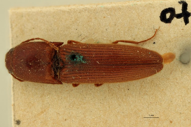 Megapenthes birmanicus F St D.jpg Megapenthes birmanicus F St D.jpg