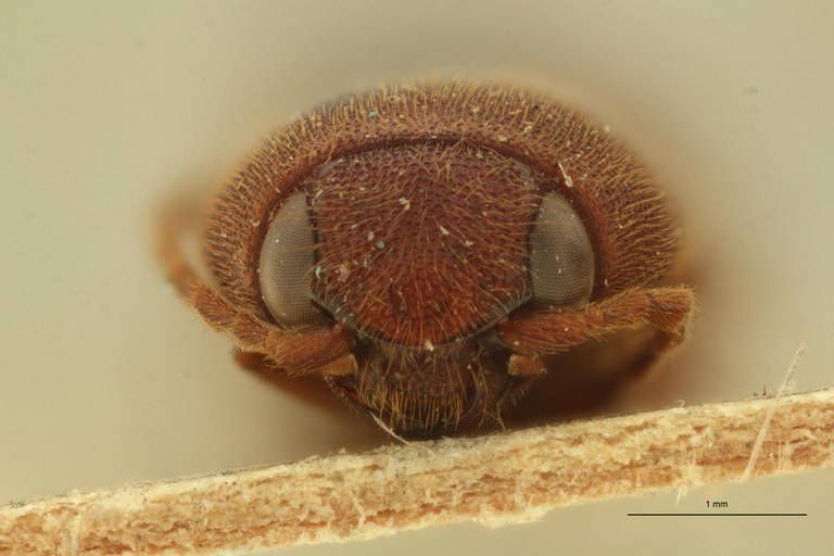 Megapenthes birmanicus F St F.jpg Megapenthes birmanicus F St F.jpg