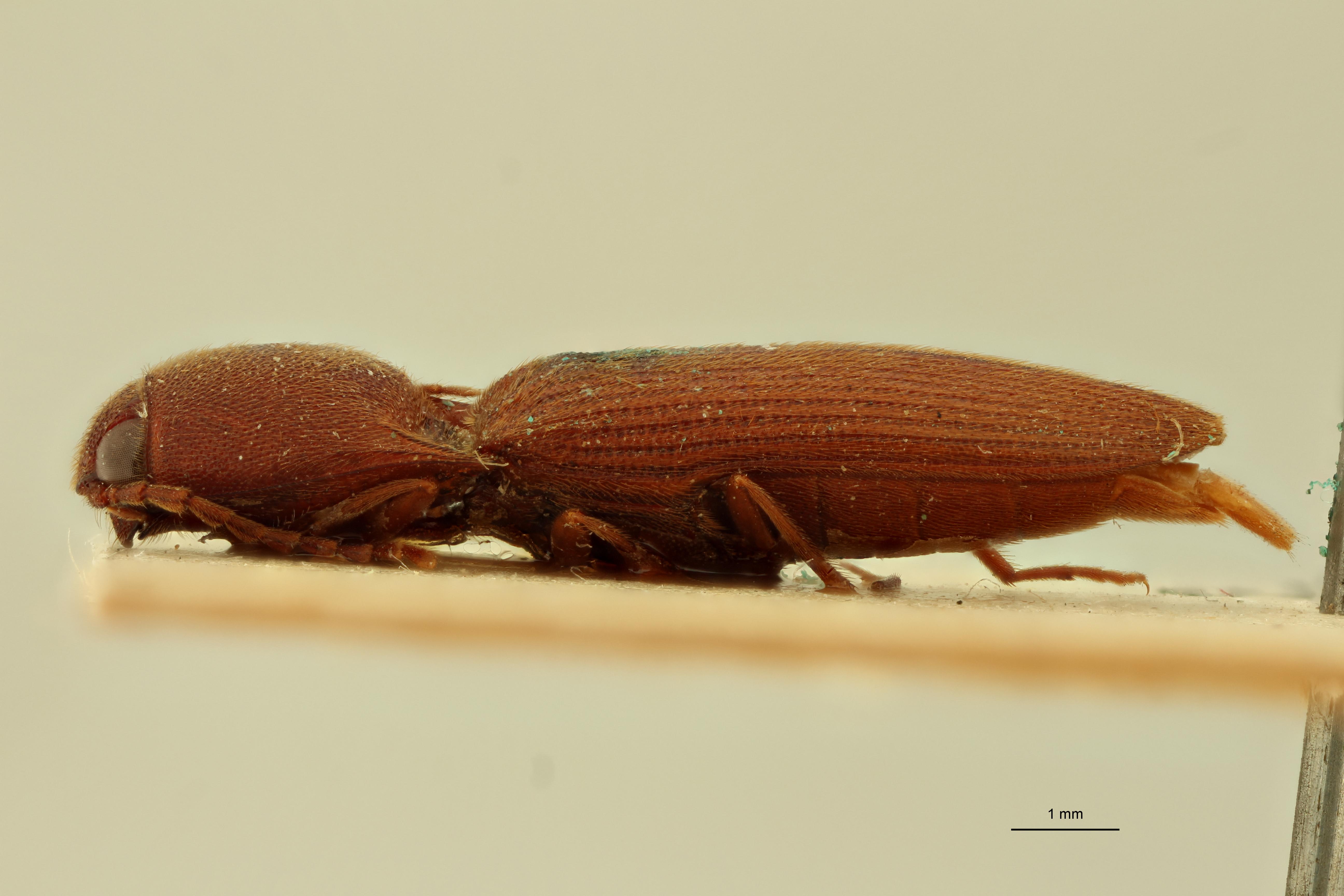 Megapenthes birmanicus F St L.jpg