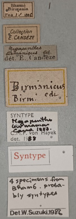 Megapenthes birmanicus F St Labels.jpg Megapenthes birmanicus F St Labels.jpg