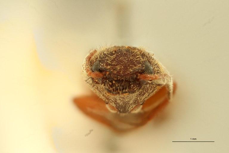 Megapenthes cinereus M Lt F.jpg