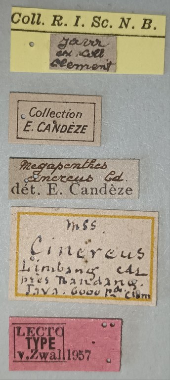 Megapenthes cinereus M Lt Labels.jpg
