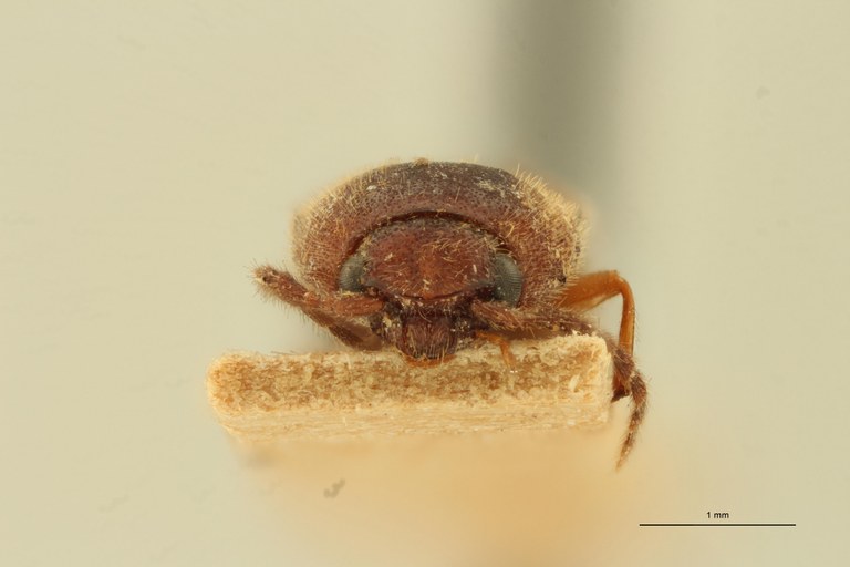 Megapenthes cirgens F Lt F.jpg