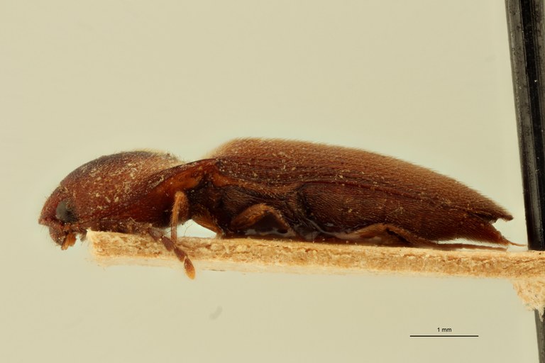 Megapenthes cirgens F Lt L.jpg