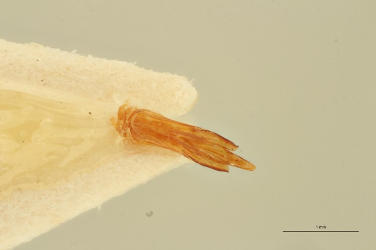Megapenthes coalescens M Lt Aedeagus.jpg Megapenthes coalescens M Lt Aedeagus.jpg