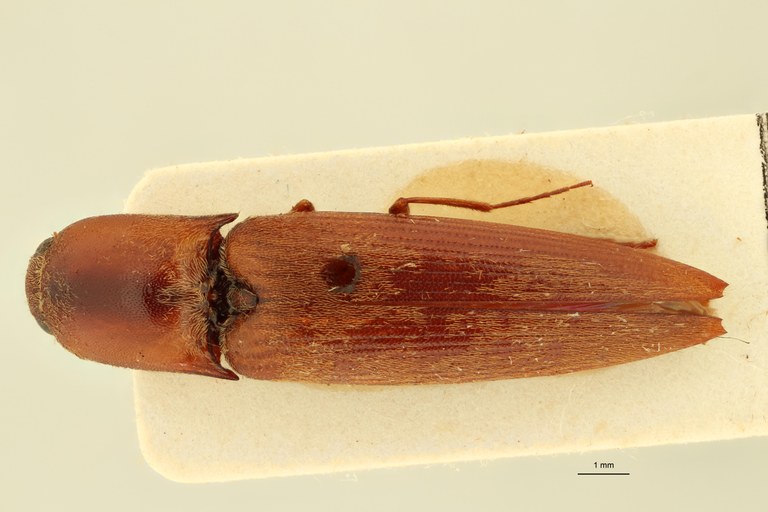 Megapenthes coalescens M Lt D.jpg Megapenthes coalescens M Lt D.jpg