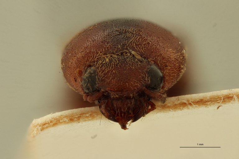 Megapenthes coalescens M Lt F.jpg Megapenthes coalescens M Lt F.jpg