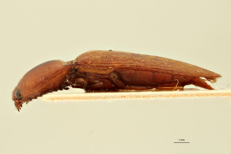 Megapenthes coalescens M Lt L.jpg Megapenthes coalescens M Lt L.jpg