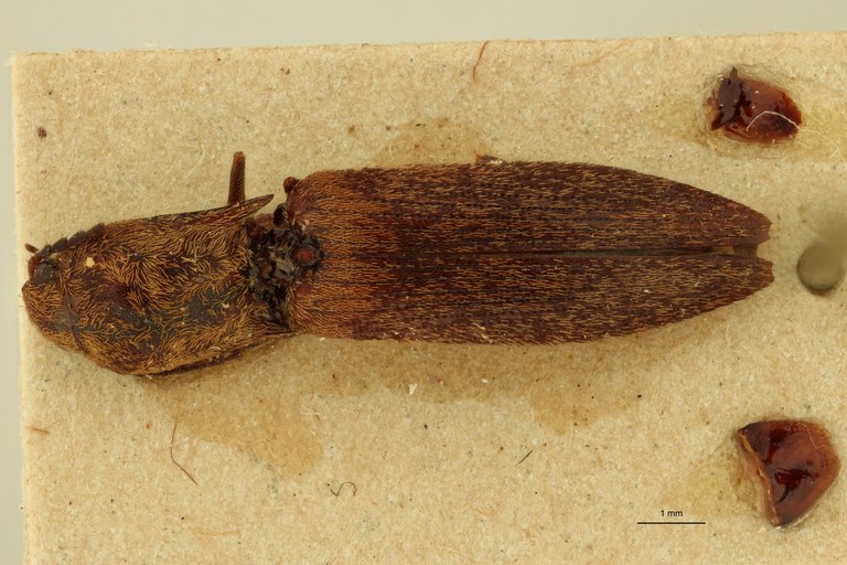 Megapenthes congestus F T D.jpg Megapenthes congestus F T D.jpg