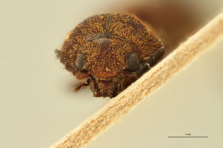 Megapenthes congestus F T F.jpg Megapenthes congestus F T F.jpg