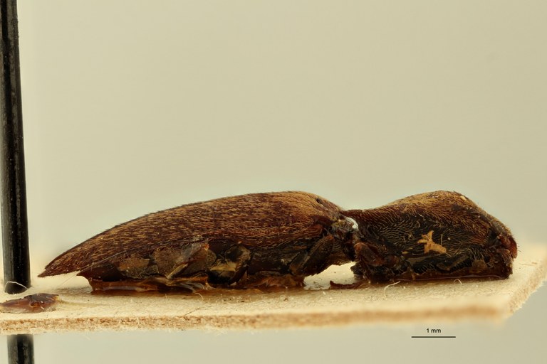 Megapenthes congestus F T L.jpg Megapenthes congestus F T L.jpg