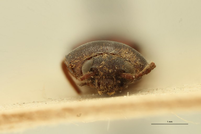 Megapenthes curtus T F.jpg Megapenthes curtus T F.jpg