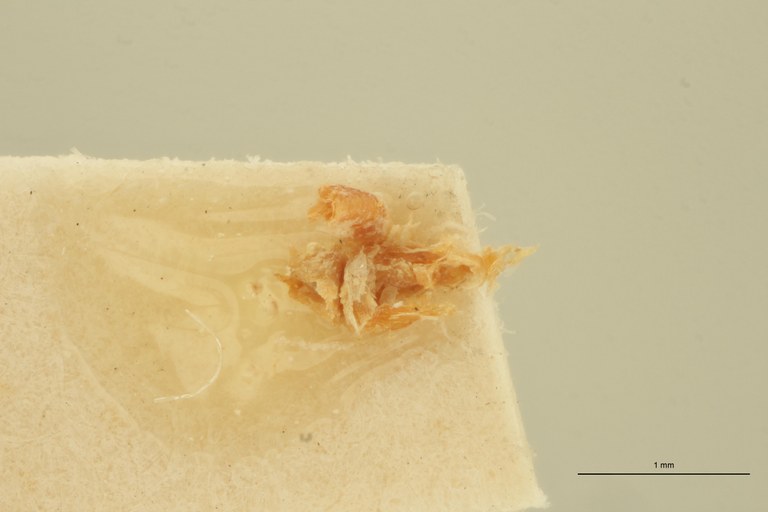 Megapenthes diploconoides M Lt Aedeagus.jpg Megapenthes diploconoides M Lt Aedeagus.jpg