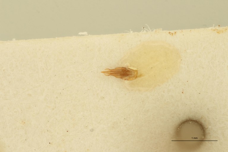 Megapenthes flavescens M Plt Aedeagus.jpg Megapenthes flavescens M Plt Aedeagus.jpg