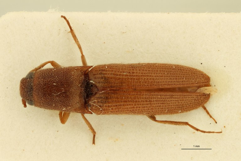 Megapenthes flavescens M Plt D.jpg Megapenthes flavescens M Plt D.jpg