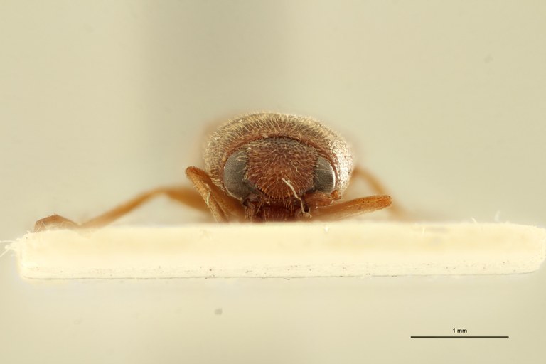 Megapenthes flavescens M Plt F.jpg Megapenthes flavescens M Plt F.jpg