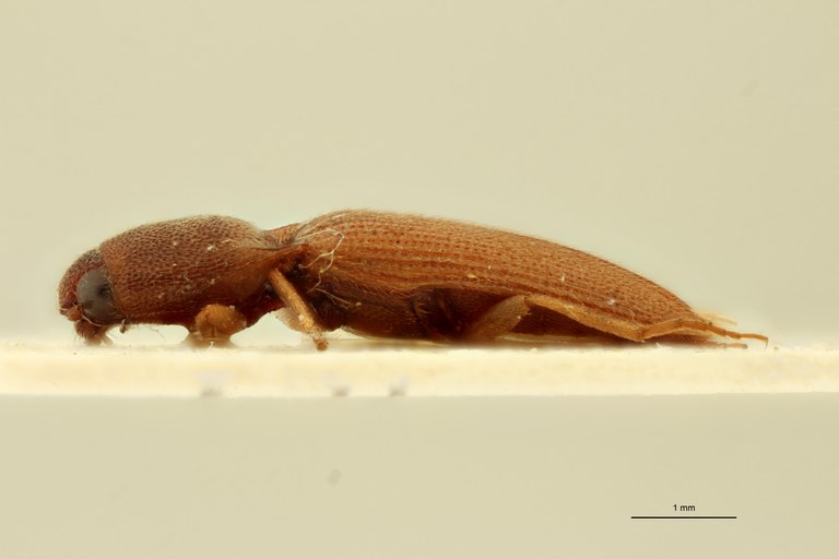 Megapenthes flavescens M Plt L.jpg Megapenthes flavescens M Plt L.jpg