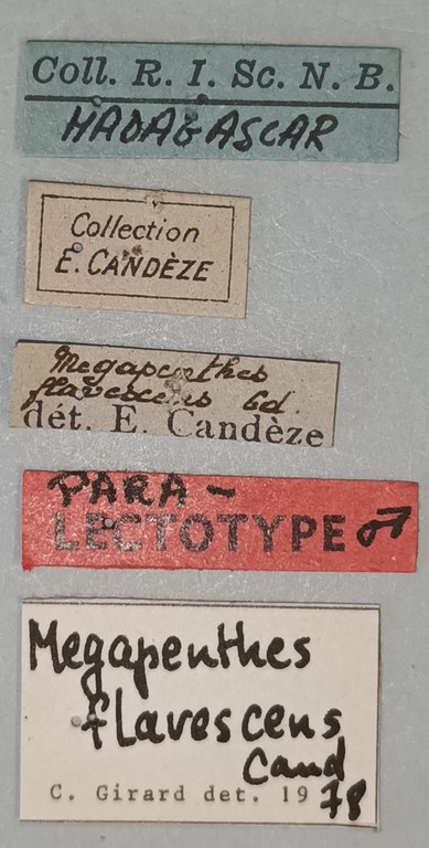Megapenthes flavescens M Plt Labels.jpg Megapenthes flavescens M Plt Labels.jpg