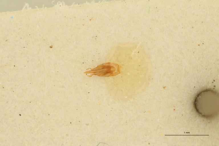 Megapenthes flavescens M Lt Aedeagus.jpg Megapenthes flavescens M Lt Aedeagus.jpg