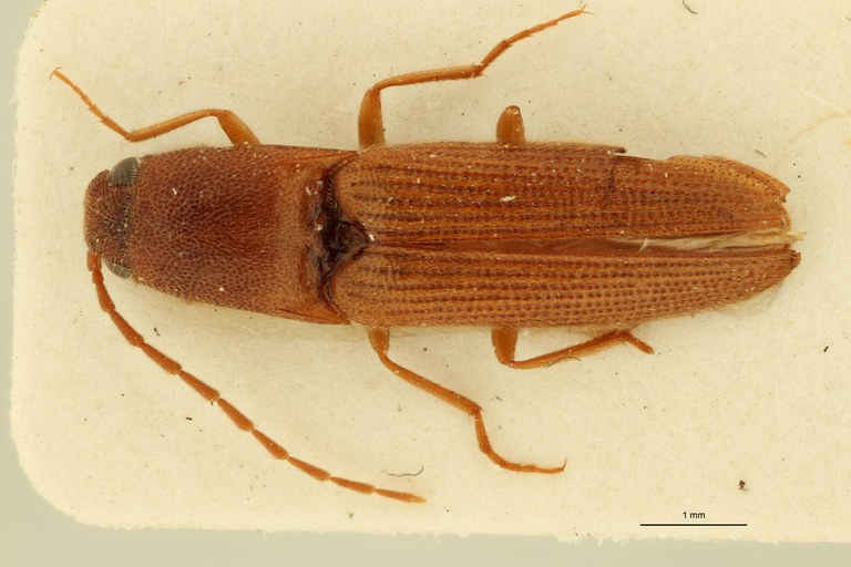 Megapenthes flavescens M Lt D.jpg Megapenthes flavescens M Lt D.jpg