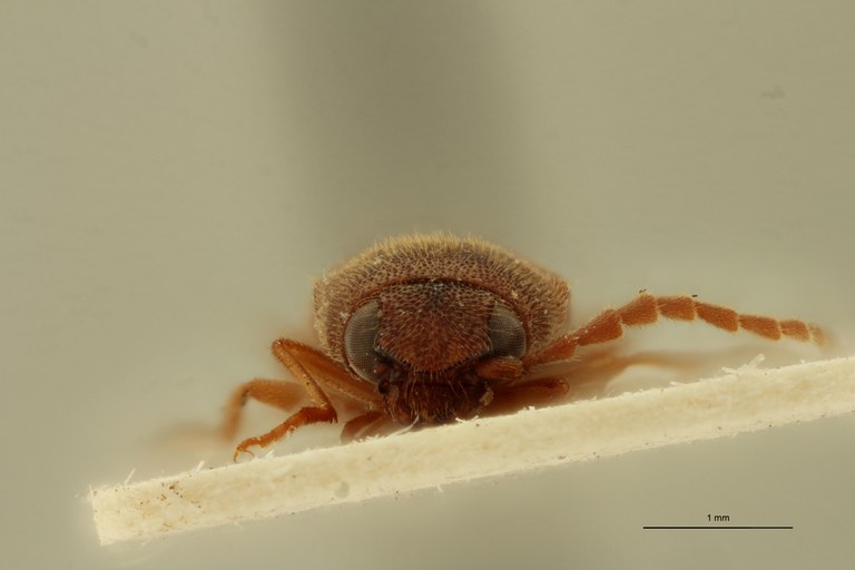 Megapenthes flavescens M Lt F.jpg Megapenthes flavescens M Lt F.jpg