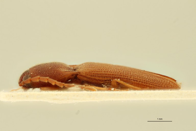 Megapenthes flavescens M Lt L.jpg Megapenthes flavescens M Lt L.jpg