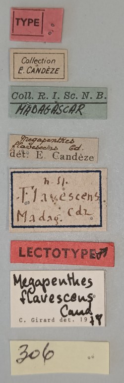 Megapenthes flavescens M Lt Labels.jpg Megapenthes flavescens M Lt Labels.jpg
