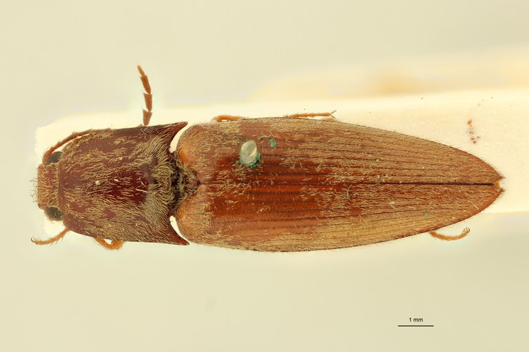 Megapenthes flavonotatus T D.jpg Megapenthes flavonotatus T D.jpg