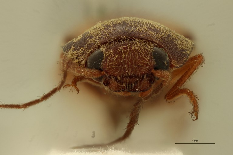 Megapenthes flavonotatus T F.jpg Megapenthes flavonotatus T F.jpg