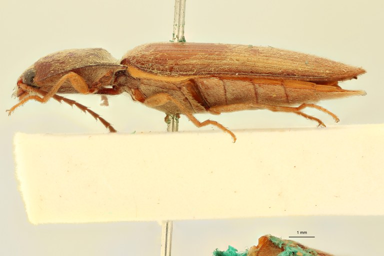 Megapenthes flavonotatus T L.jpg Megapenthes flavonotatus T L.jpg