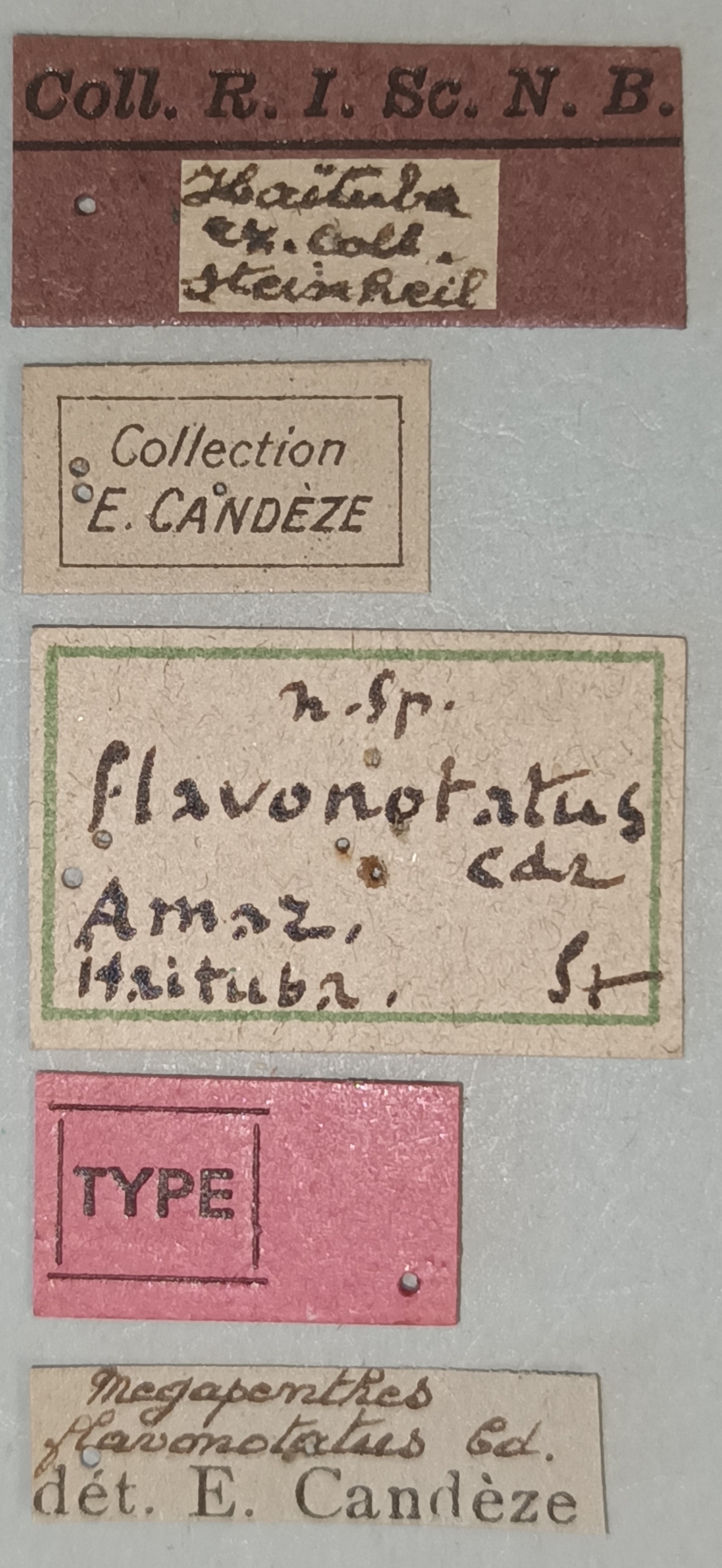 Megapenthes flavonotatus T Labels.jpg