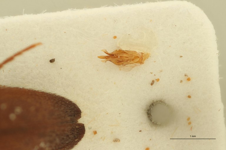 Megapenthes funebris M Nt Aedeagus.jpg Megapenthes funebris M Nt Aedeagus.jpg