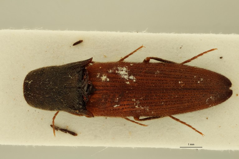 Megapenthes funebris M Nt D.jpg Megapenthes funebris M Nt D.jpg