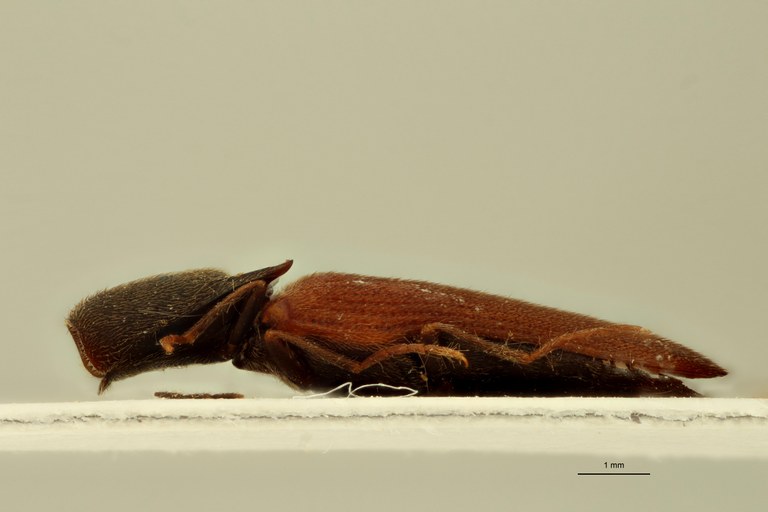 Megapenthes funebris M Nt L.jpg Megapenthes funebris M Nt L.jpg