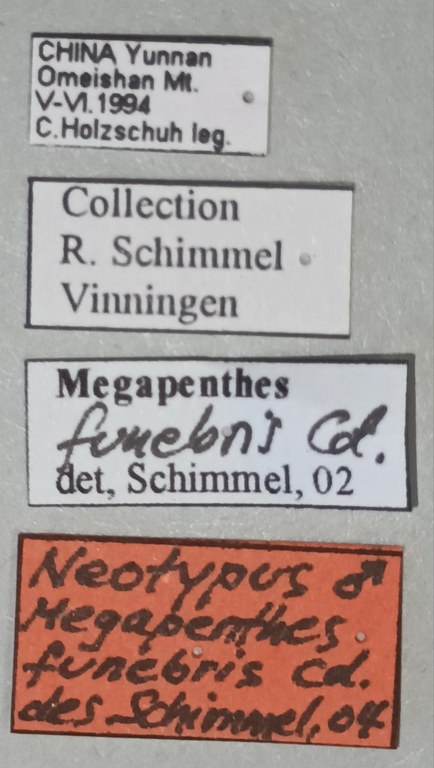 Megapenthes funebris M Nt Labels.jpg Megapenthes funebris M Nt Labels.jpg