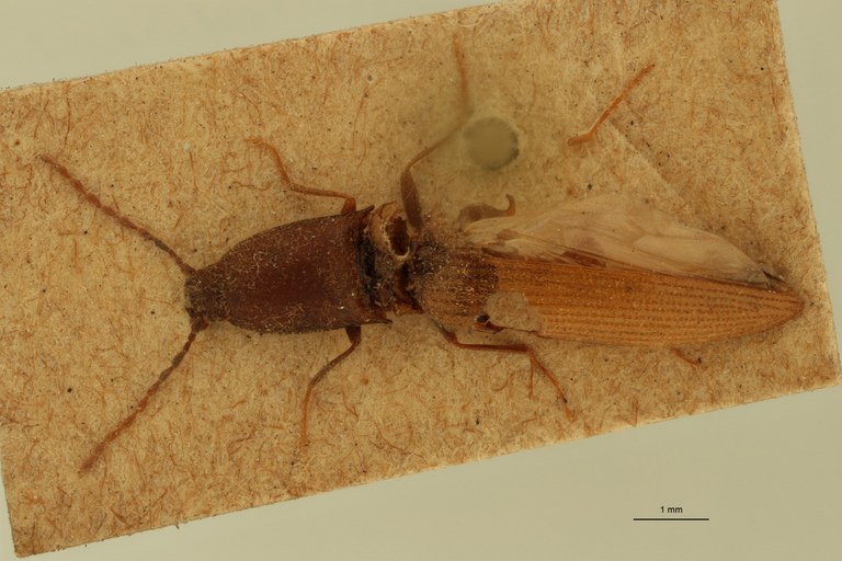 Megapenthes gracilis T D.jpg Megapenthes gracilis T D.jpg