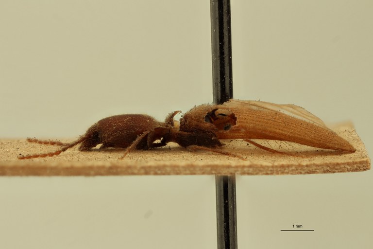 Megapenthes gracilis T L.jpg Megapenthes gracilis T L.jpg